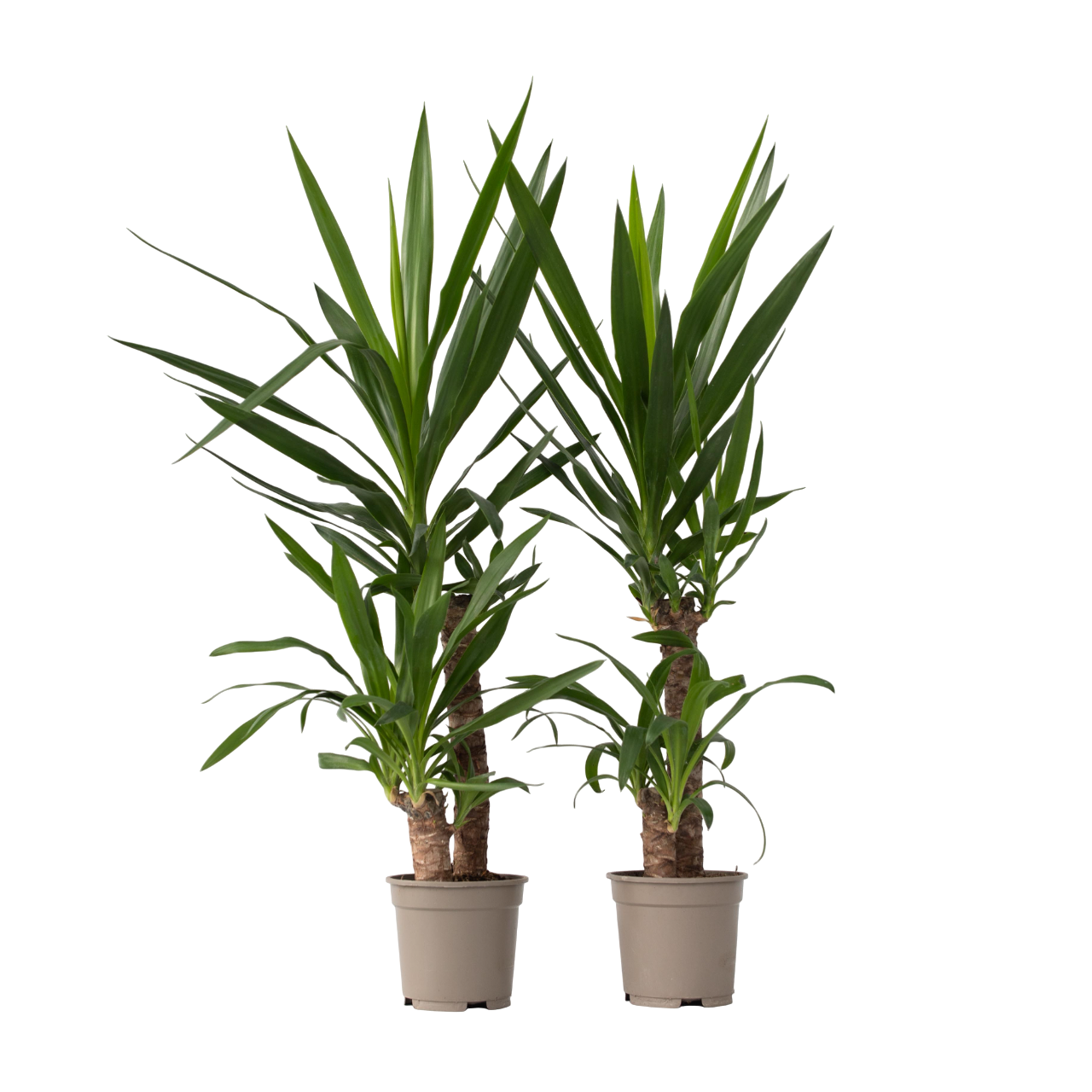 Yuca Pie De Elefante - 2 Pzs - Yucca Elephantipes - Altura 70-80cm - ⌀21cm_0
