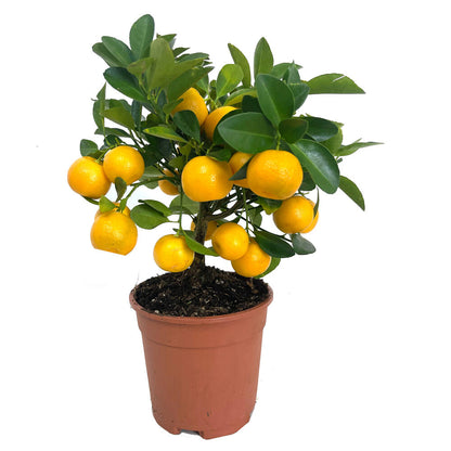 Calamondin M14 30cm (naranjo Miniatura)_0