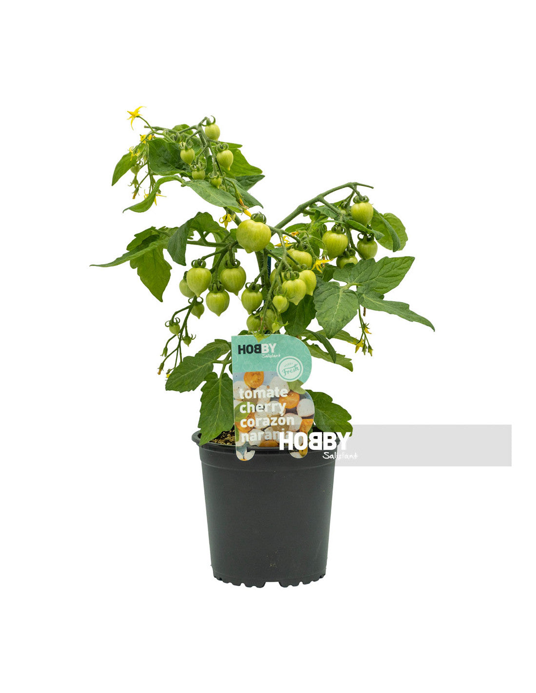 Tomate Cherry Corazón Naranja Hobby Fresh M13 (solanum Lycopersicum)_1