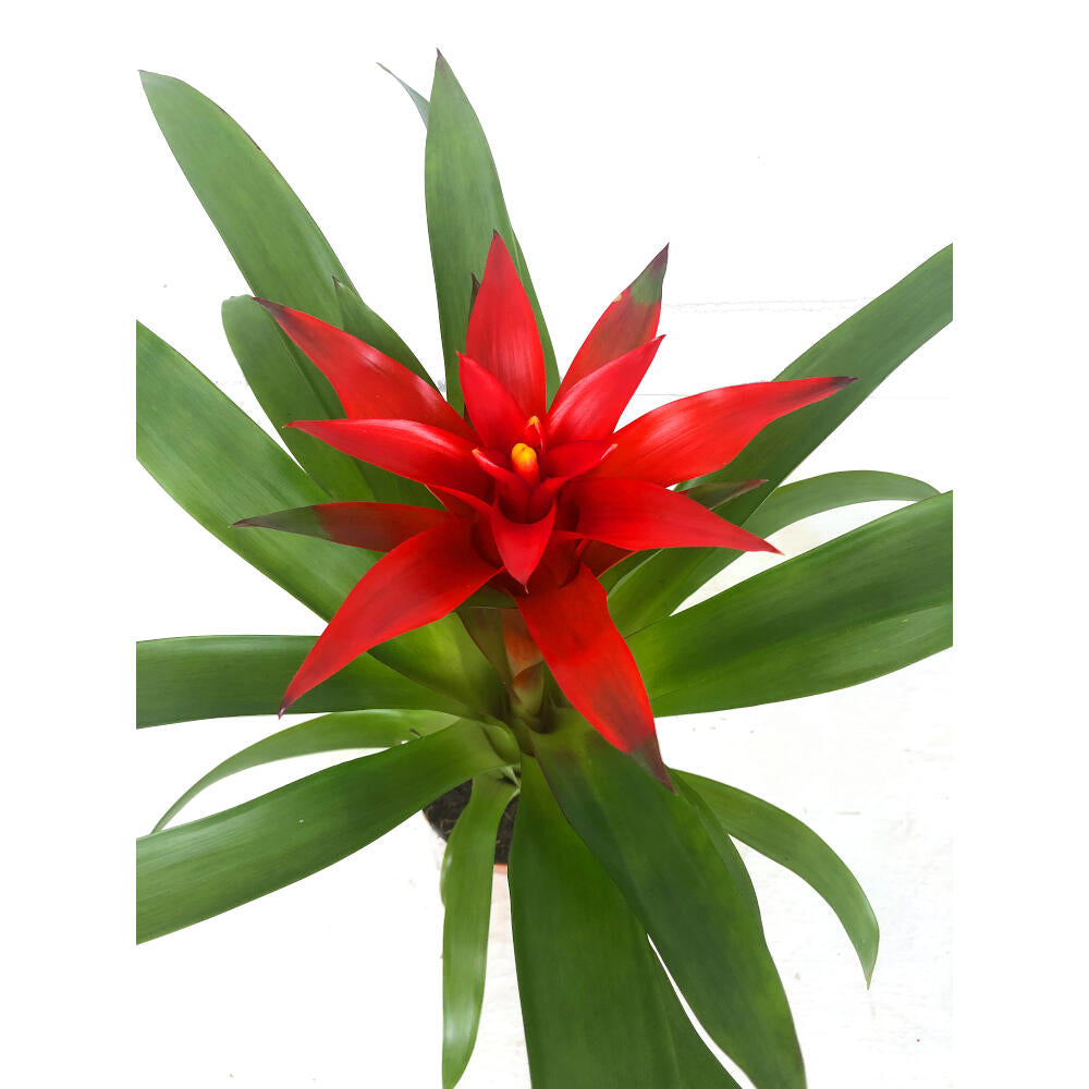 Guzmania Blitz M9 30cm_2