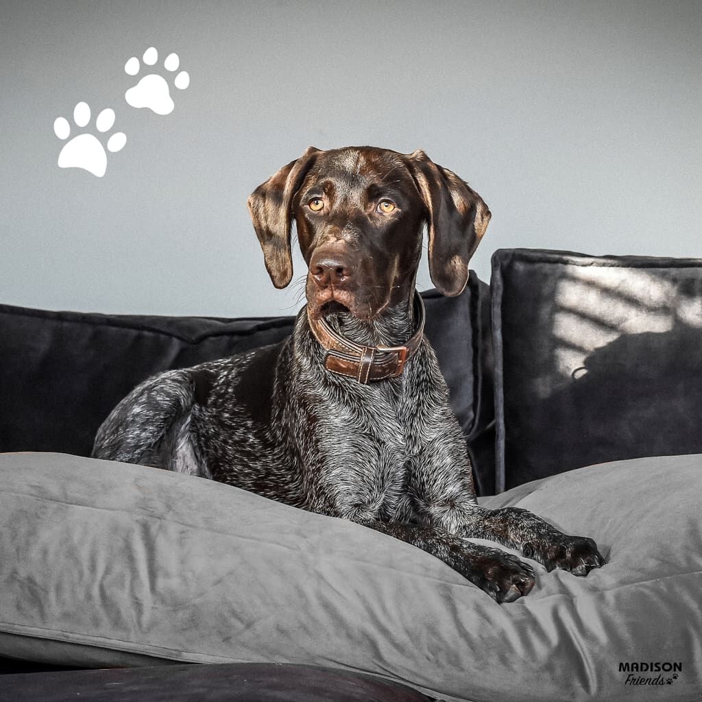 Madison Cojín Para Perros Velvet Gris 100x70x15 Cm_1