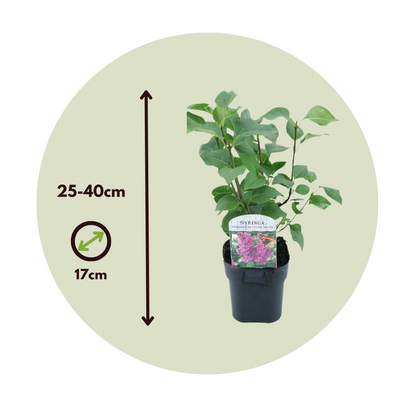 Lila - 2 Pzs - Syringa Vulgaris 'ludwig Spath' - Altura 25-40cm - ⌀17cm_2