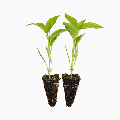 Plantón Pimiento Largo Amarillo 6 Unidades - Plantabo_0