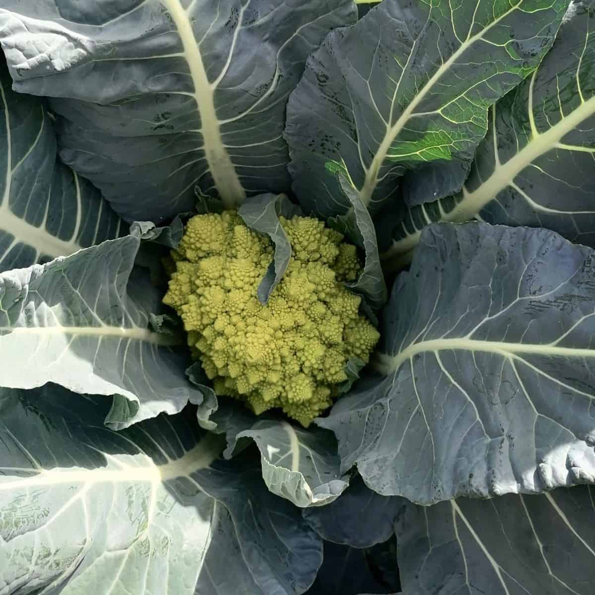 Romanescu  Del Campo A Casa 1/2 Kg_0