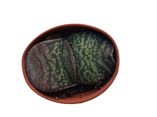 Gasteria Disticha Planta Suculenta Ø5_0