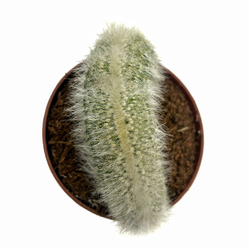 Cleistocactus Strausii Cristata Cactus Y Suculentas M8,5 cm Ø_1