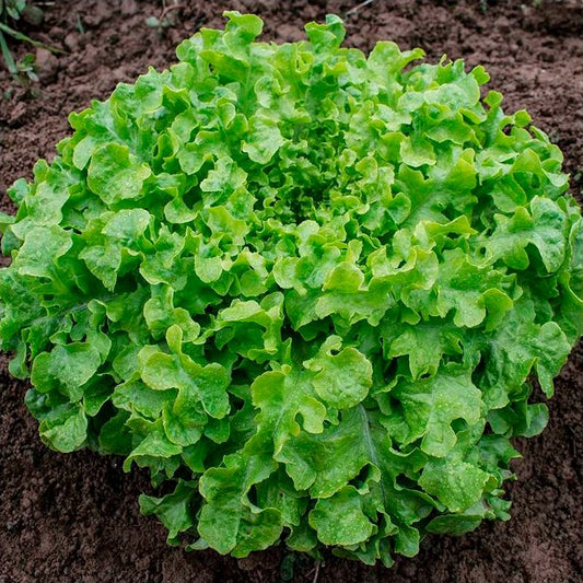 Semillas Lechuga Salad Bowl Ecológicas_0
