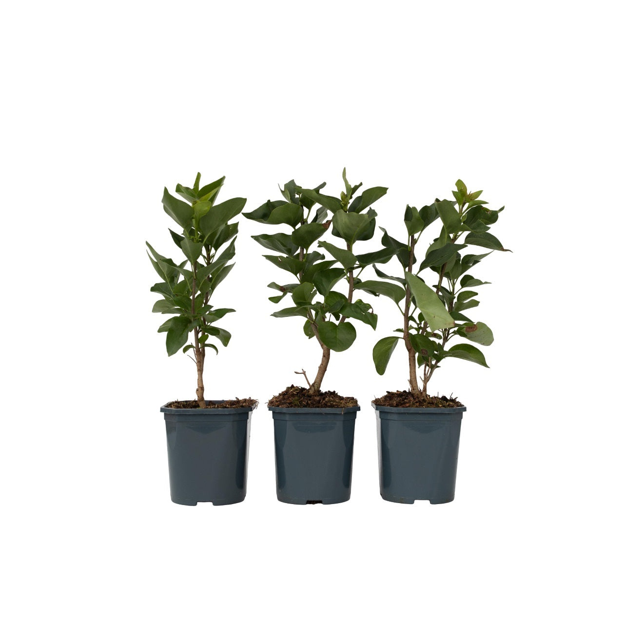 Lila - 3 Pzs - Syringa Vulgaris - Altura 25-40cm - ⌀17cm_0