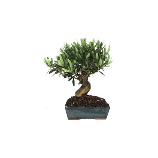 Bonsai Olea europaea 9 anos OLIVEIRA