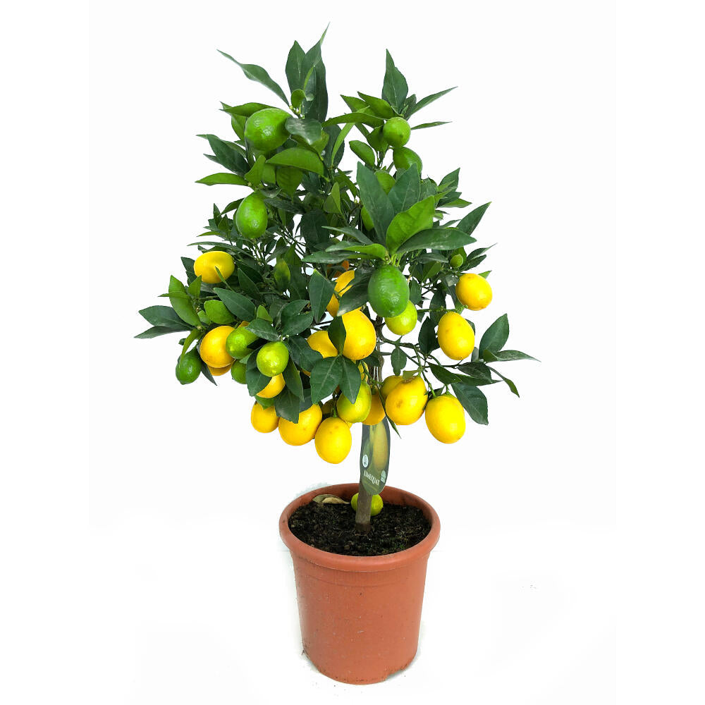 Limequat M21 60cm_0
