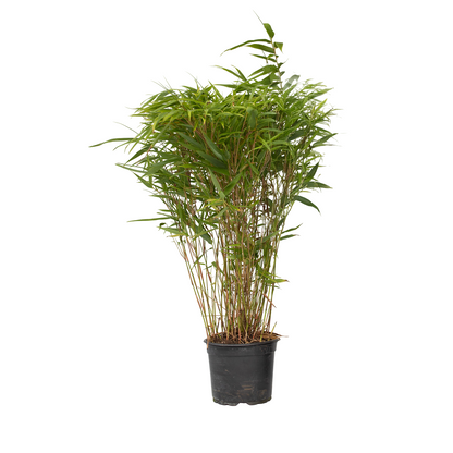 Bambú - Fargesia Nitida 'gansu' - Altura 50-70cm - ⌀17cm_0