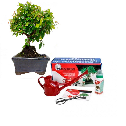 Pacote básico para iniciantes em bonsai Sageretia theezans Ameixa chinesa 5 anos