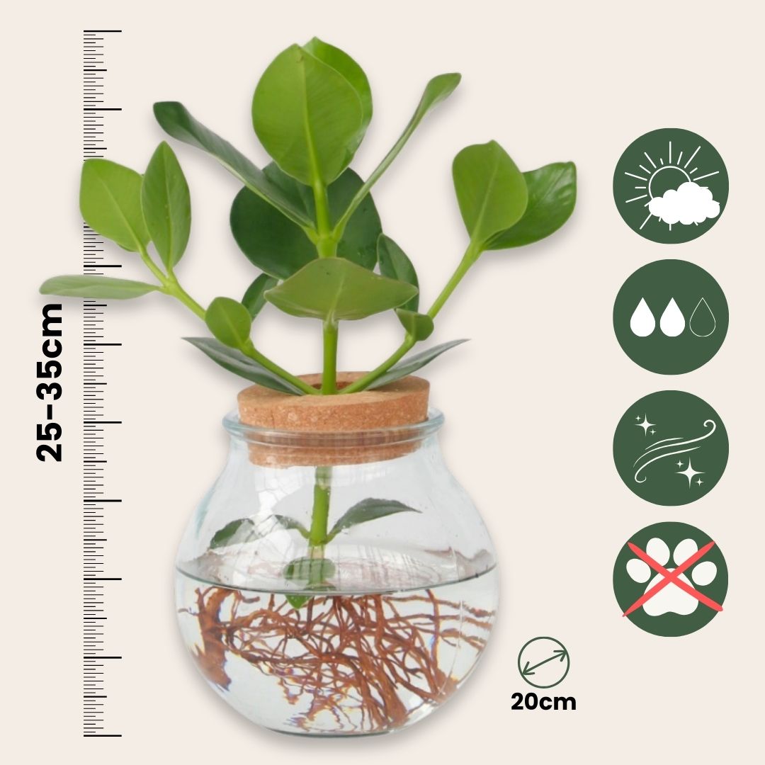 Mezcla De Plantas En Vidrio - 2 Piezas - Clusia Monstera - Alt. 15-35cm - ⌀20cm_2