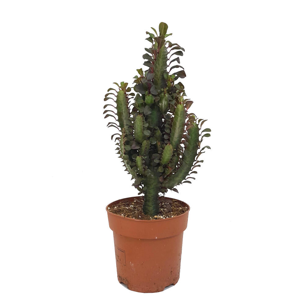 Euphorbia Trigona Rubra M17 60cm_0