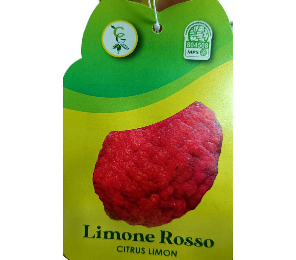 Limonero Rojo M26 90-120cm_1