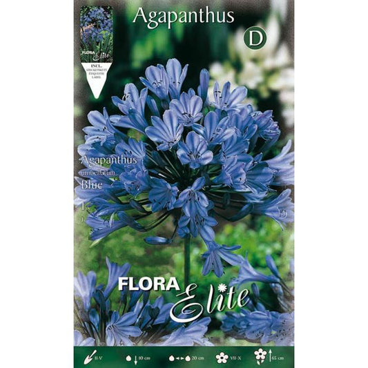 Bulbo de Agapanthus Azul 1 unidade