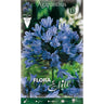 Bulbo de Agapanthus Azul 1 unidade