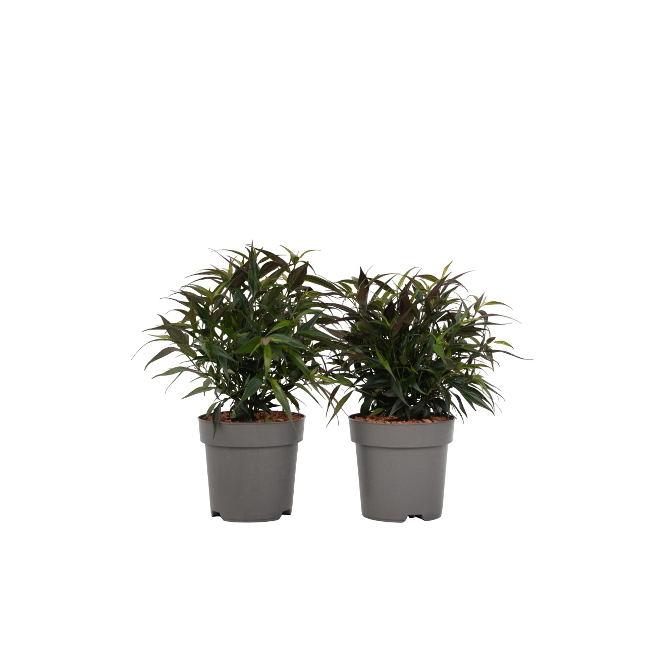 Escudo Persa - 2 Pzs - Strobilanthes ‘brunetthy’ - Altura 25-40cm - ⌀17cm_0