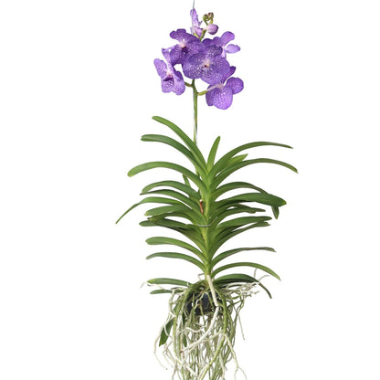 Orquídea Vanda - Vanda 'magic Royal Blue' - Altura 55-65cm_0