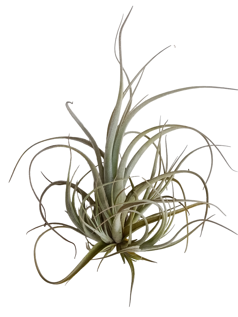 Tillandsia Balsasensis Planta Natural Clavel Del Aire 5-7 Cms_0