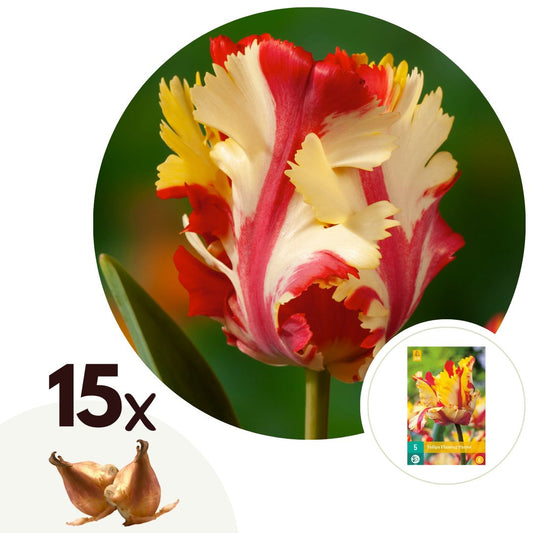 Bulbos De Tulipán - 15 Pzs - Tulipa 'flaming Parrot' - Bulbos De Flores_0