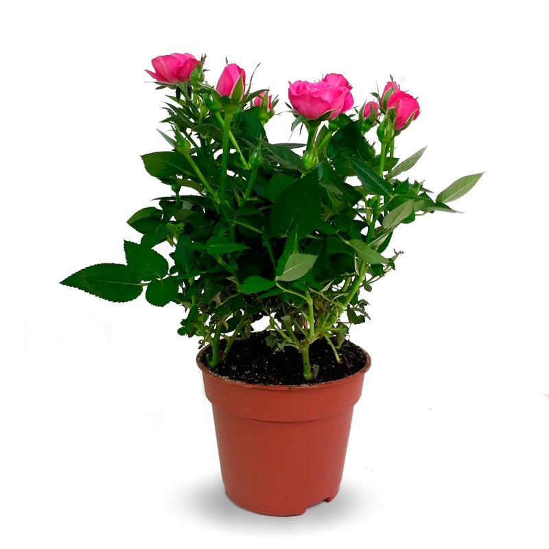 Rosal Mini La Belleza De Una Flor Única En Miniatura M13 Maceta 13cm_0