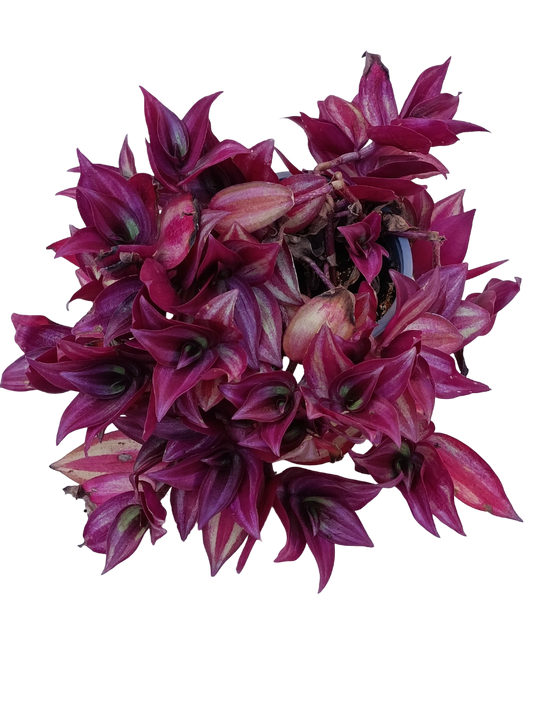 Tradescantia Zebrina Ø12 Planta Natural Colgante_0