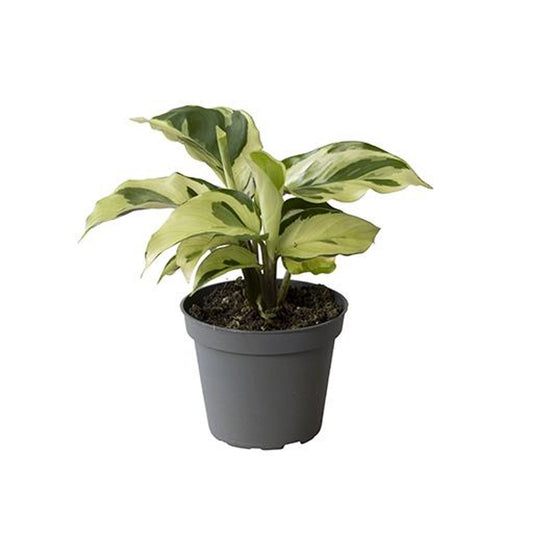 Planta Natural Calathea 'yellow Miracle' 1 Ud Ø 6 Alt. 15_0