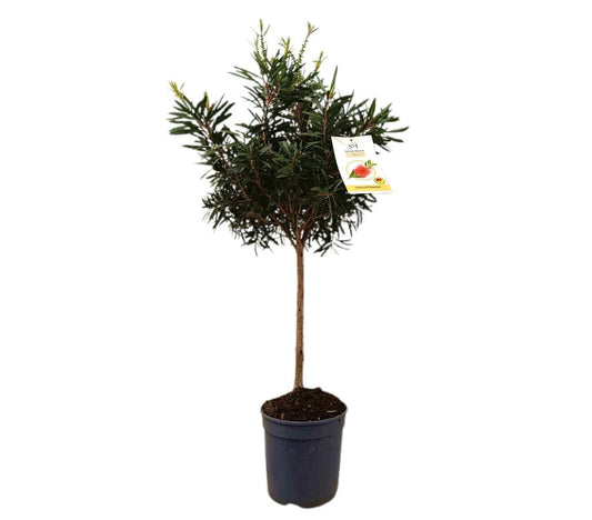 Callistemon En Copa M22 90cm_0