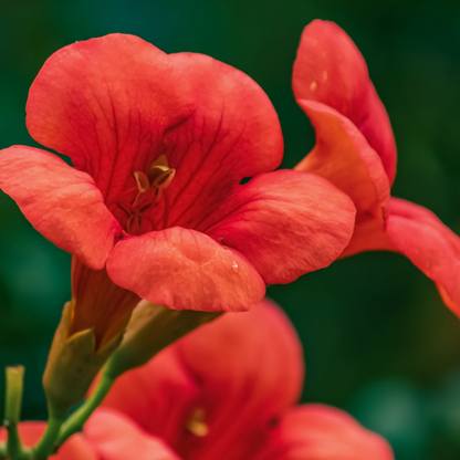 Trompeta Dorada - Campsis Taglibuana 'mme Galen' - Altura 110-120cm - ⌀17cm_3