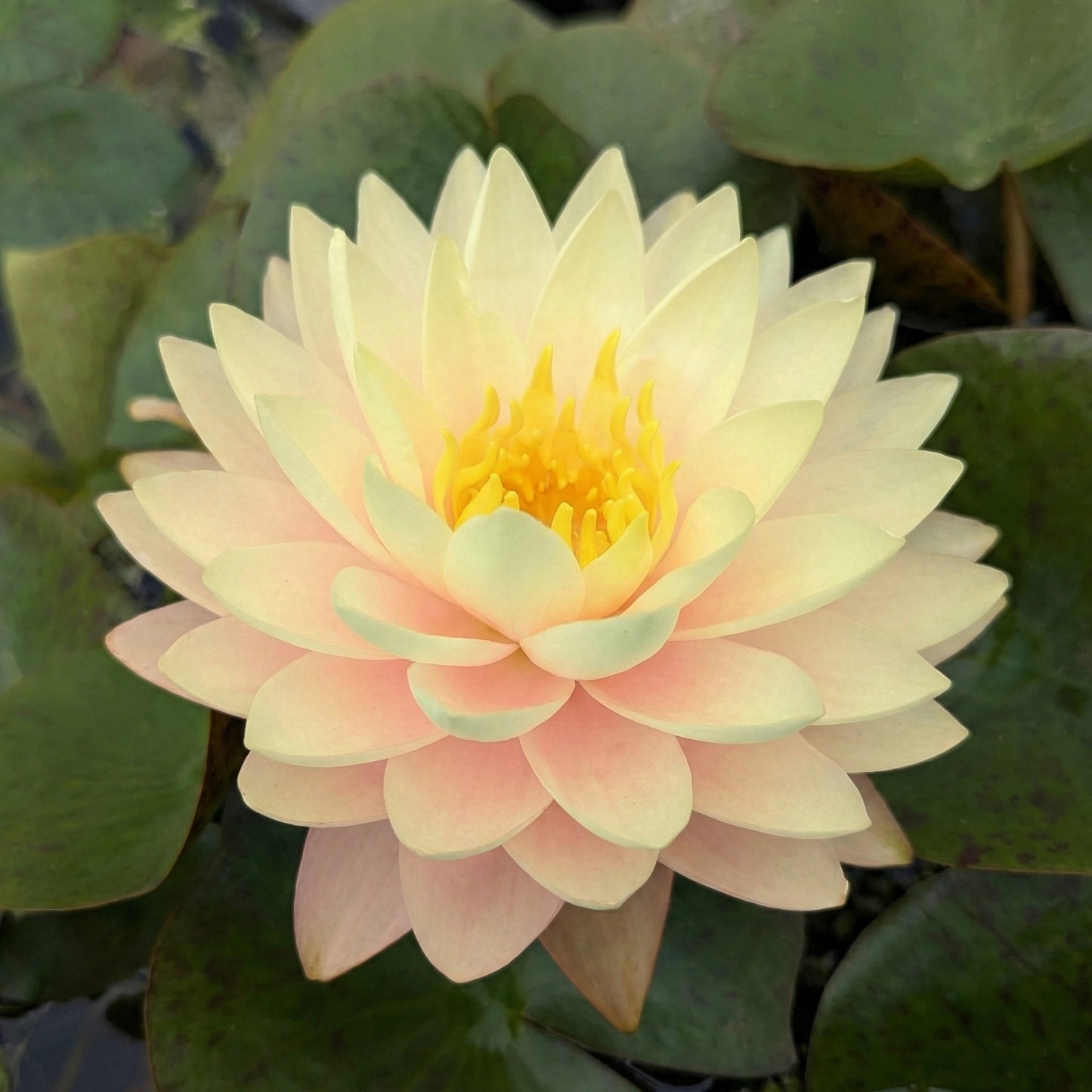 Nymphaea Iryna Nenúfar Estanque - Floración - Resistente - Con Cesta_1
