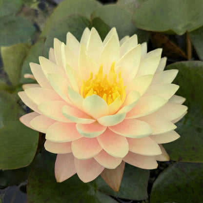 Nymphaea Iryna Nenúfar Estanque - Floración - Resistente - Con Cesta_1
