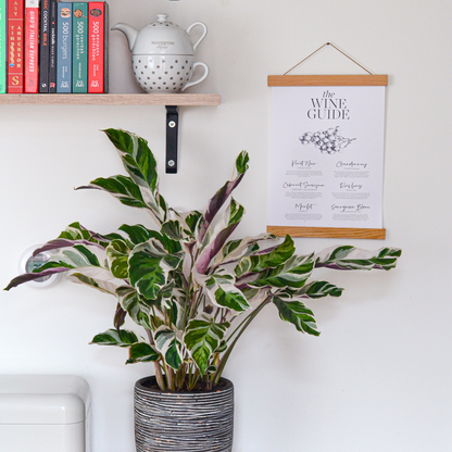 Goeppertia Lietzei - Calathea 'white Fusion' - Altura 30-40cm - ⌀14cm_4