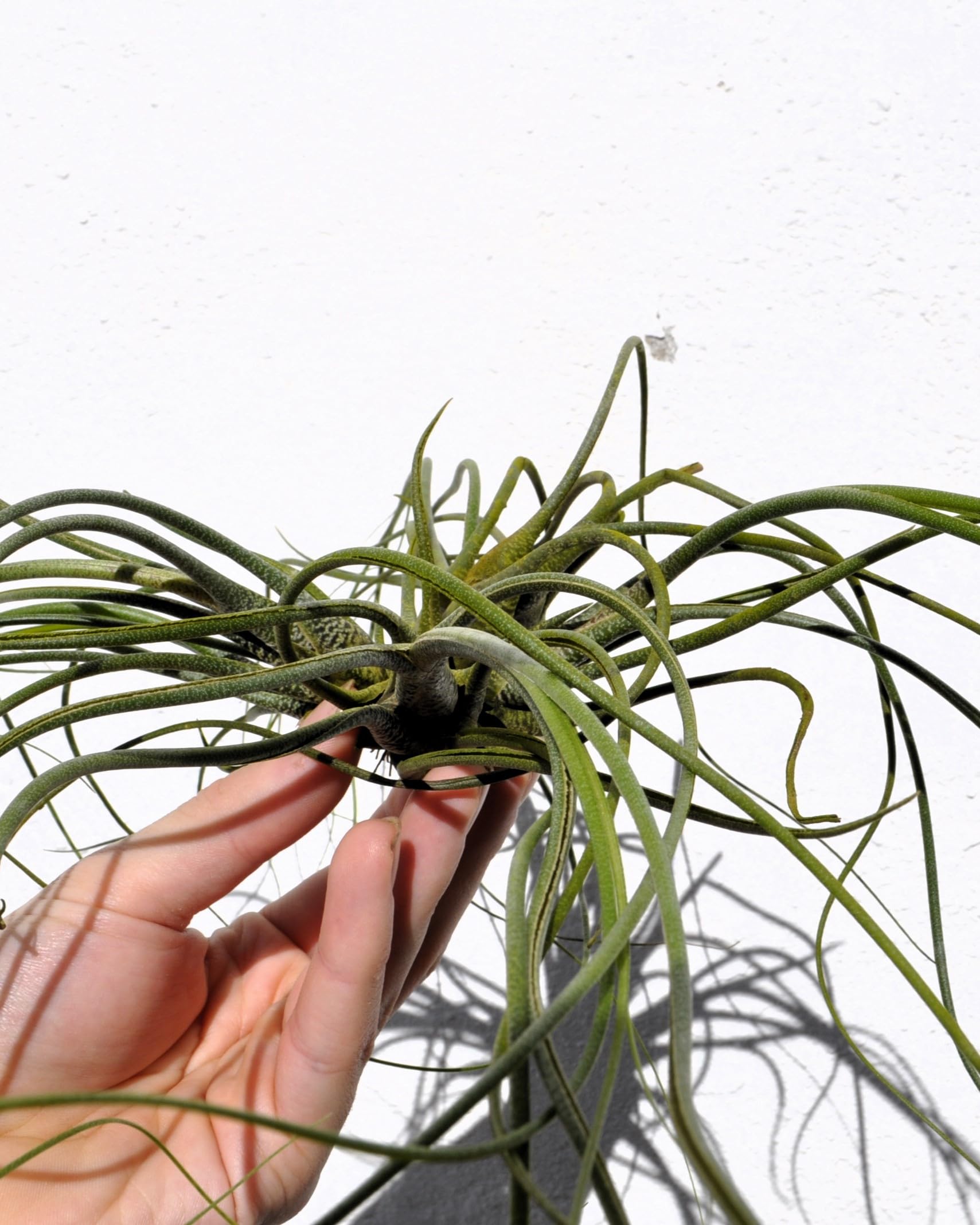 Tillandsia butzii clump; planta del aire, mata de plantas; Curiosarium; altura 10-15 cm, diámetro 30-50 cm_0