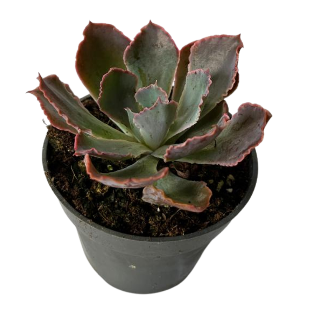 Echeveria Neonbreakers Suculenta Vibrante Para Decoración Interior_0