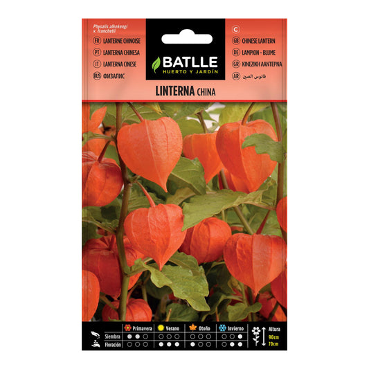 Sementes de Lanterna Chinesa Batlle