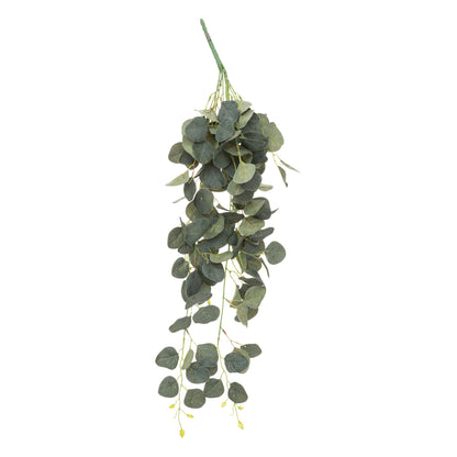 Planta De Gota De Eucalipto H80_0