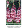 Bulbo Gladiolo lila P. roja 70 uds