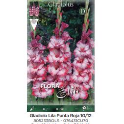 Bulbo Gladiolo lila P. roja 70 uds
