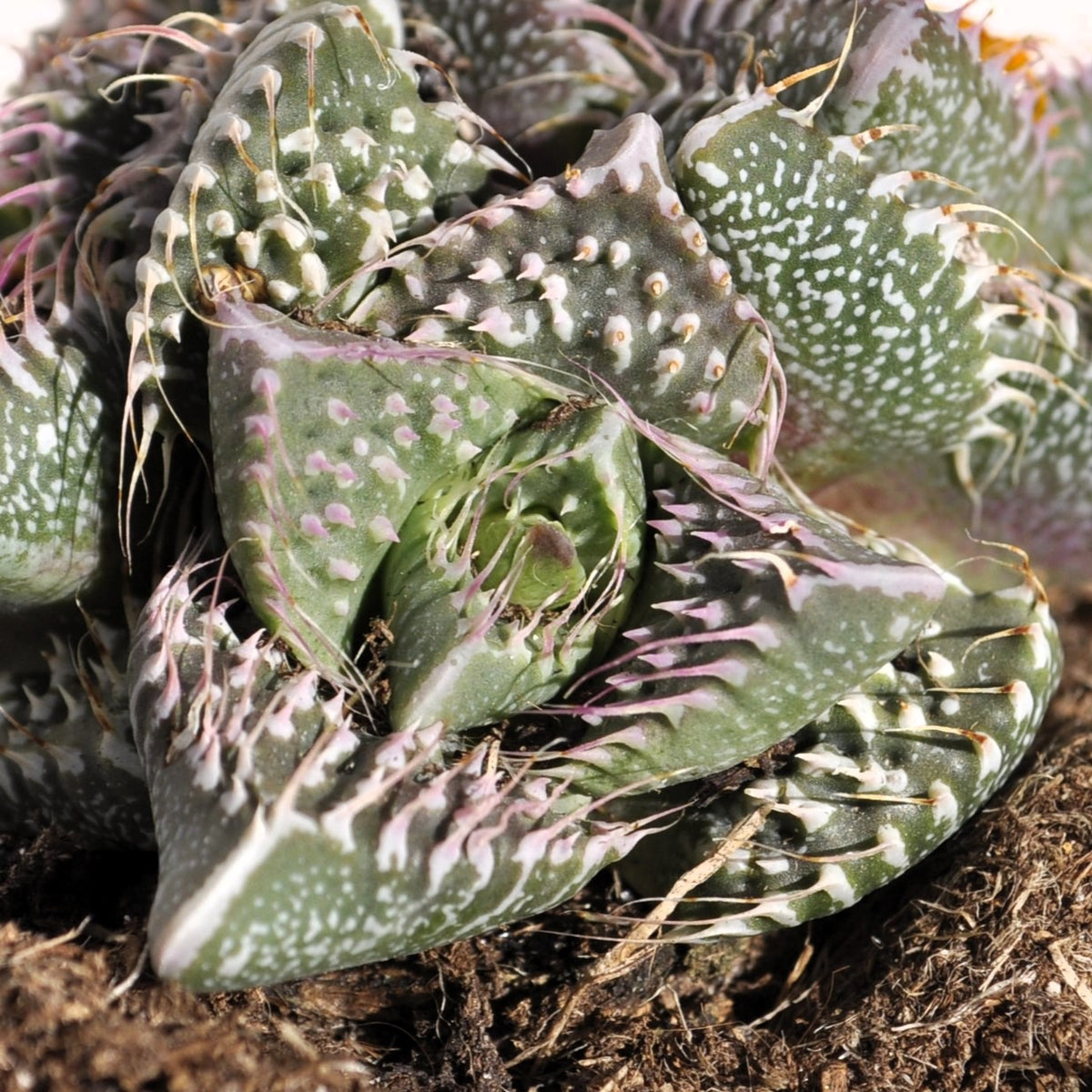 Faucaria Tuberculosa 'pink Selection' (faucaria Selección Rosa); Planta Suculenta Extraña; Curiosarium; Maceta 8,5 Cm_2