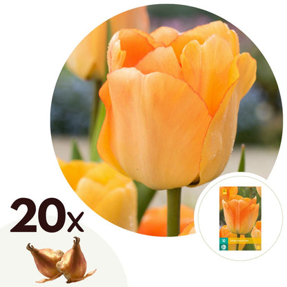 Bulbos De Tulipán - 20 Pzs - Tulipa 'daydream' - Bulbos De Flores - Naranja_0