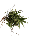 Tillandsia Ionantha (planta Aérea Em Touceira) 5-8 Cm