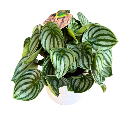Peperomia Watermelon O Argyreia M17_0