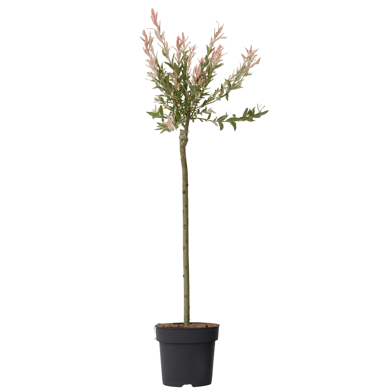 Árbol Flamenco - Salix Integra 'flamingo' - Altura 90-110cm - Maceta 19cm_0