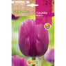 Bulbo de Tulipa Violeta Bold 5 unidades Rocalba