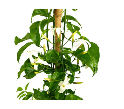 Jasminum Azoricum M20 150cm_1