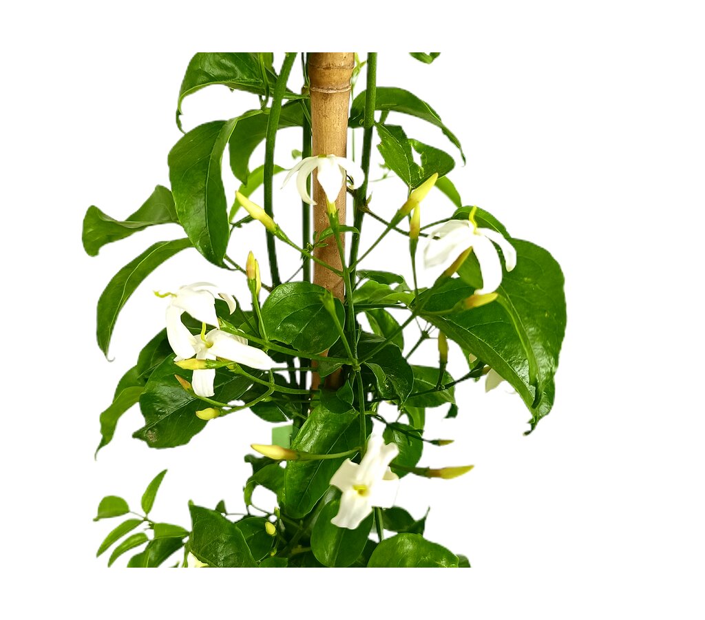 Jasminum Polyanthum M21 150cm_1