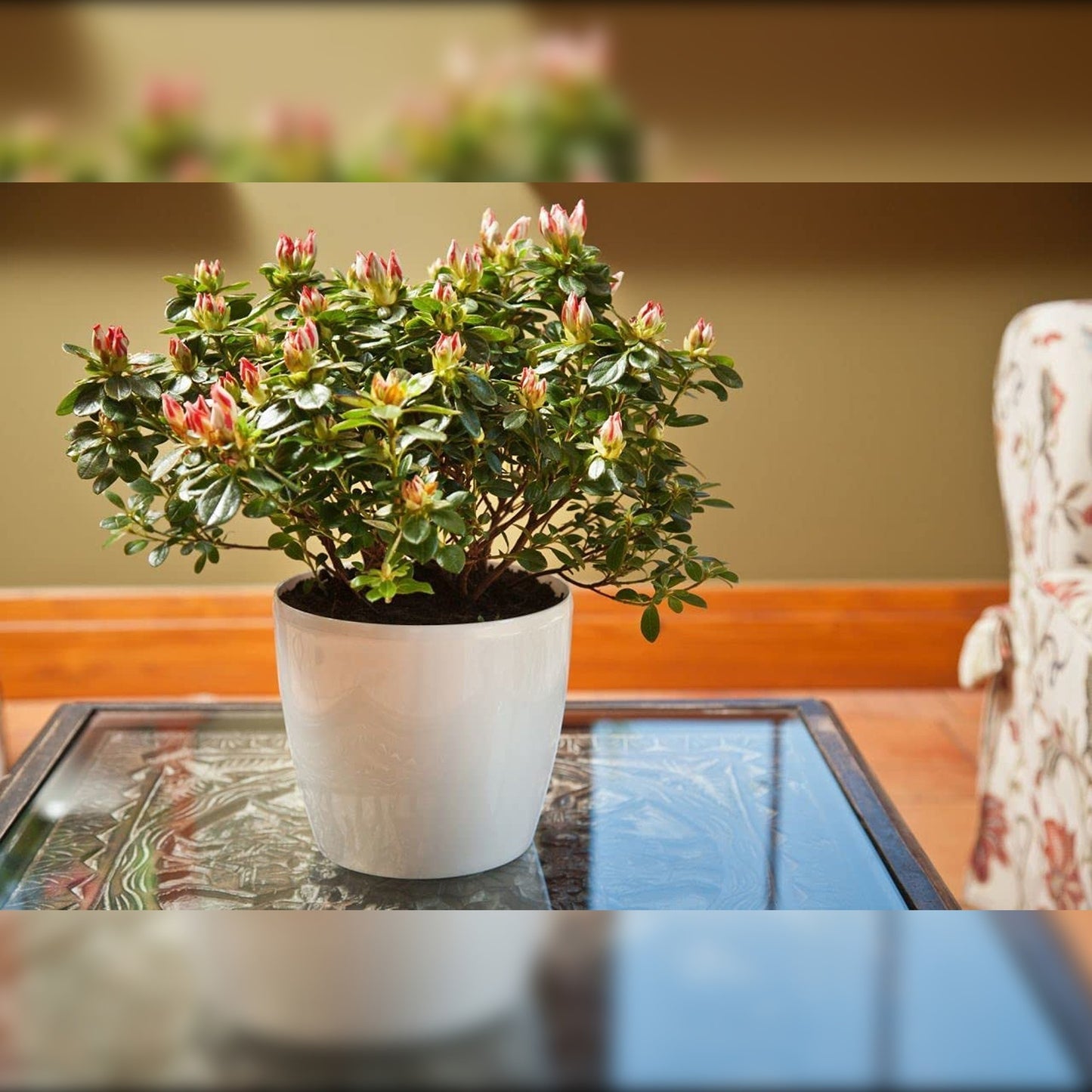 Macetero Magnolia 300 Blanco Perla_2