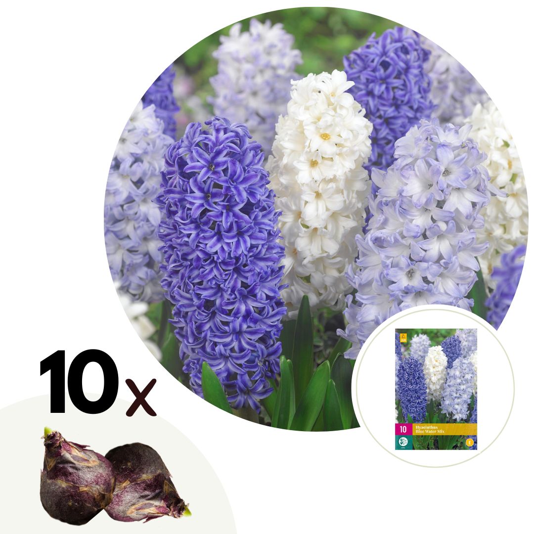 Jacinto - 10 Pzs - Hyacinthus - Bulbos De Flores_0