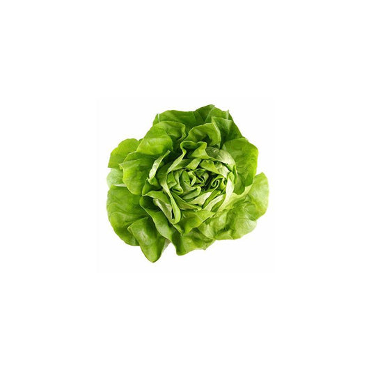Mudas de alface verde Trocadero, 6 unidades, linha tradicional